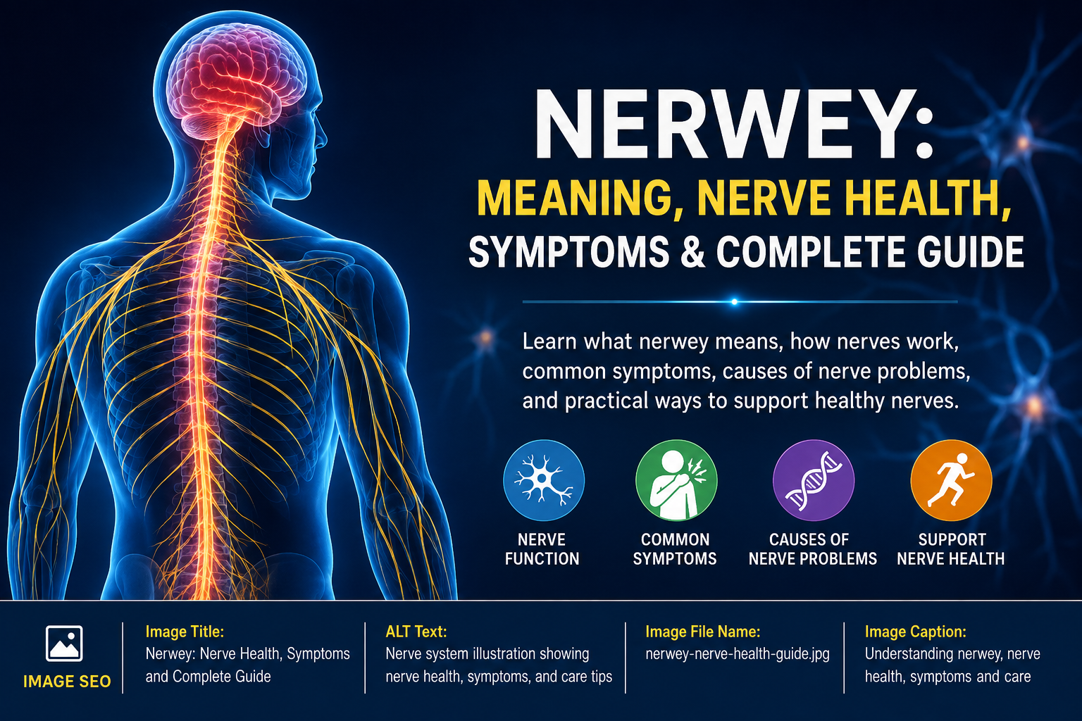 Nerwey nerve health illustration showing nerve symptoms and care
